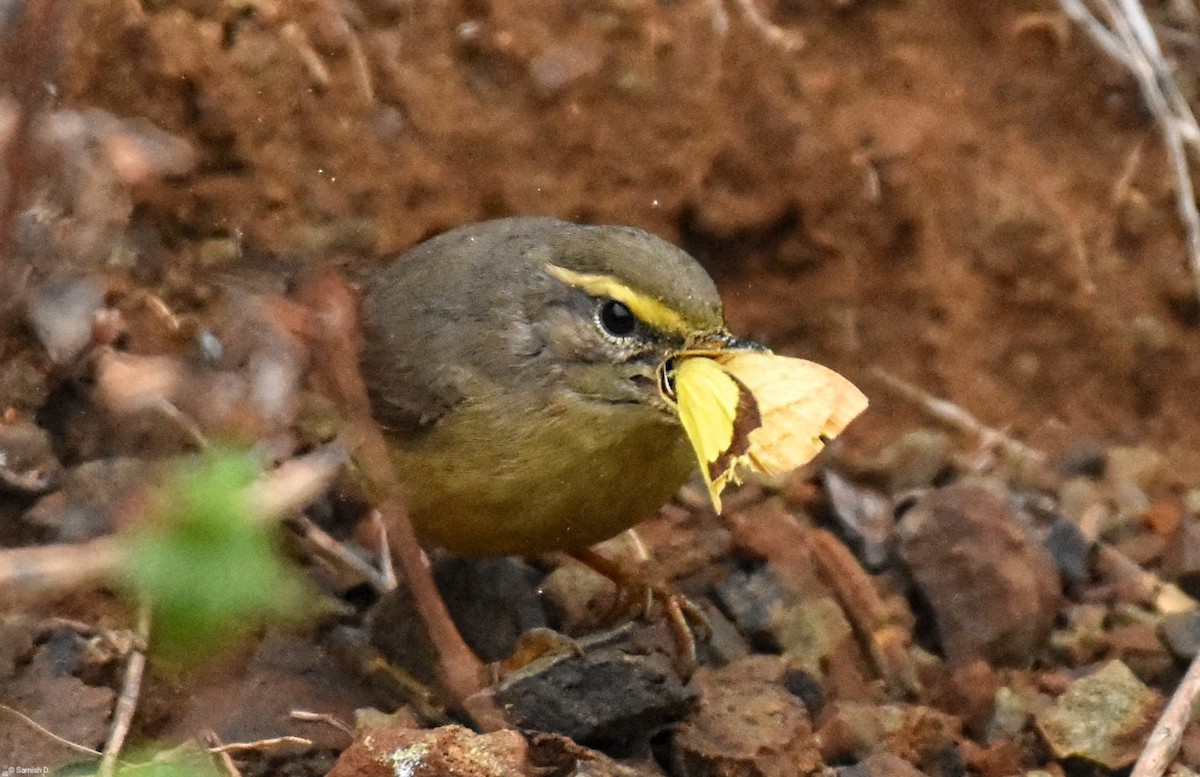 Sulphur-bellied Warbler - ML641301356