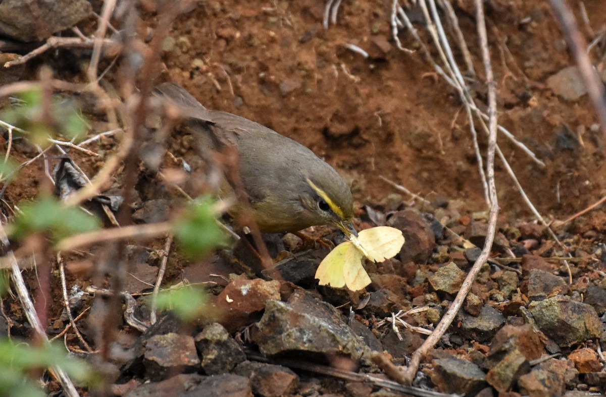 Sulphur-bellied Warbler - ML641301357