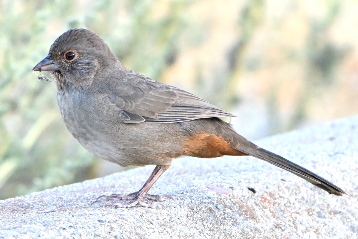 California Towhee - ML641301370
