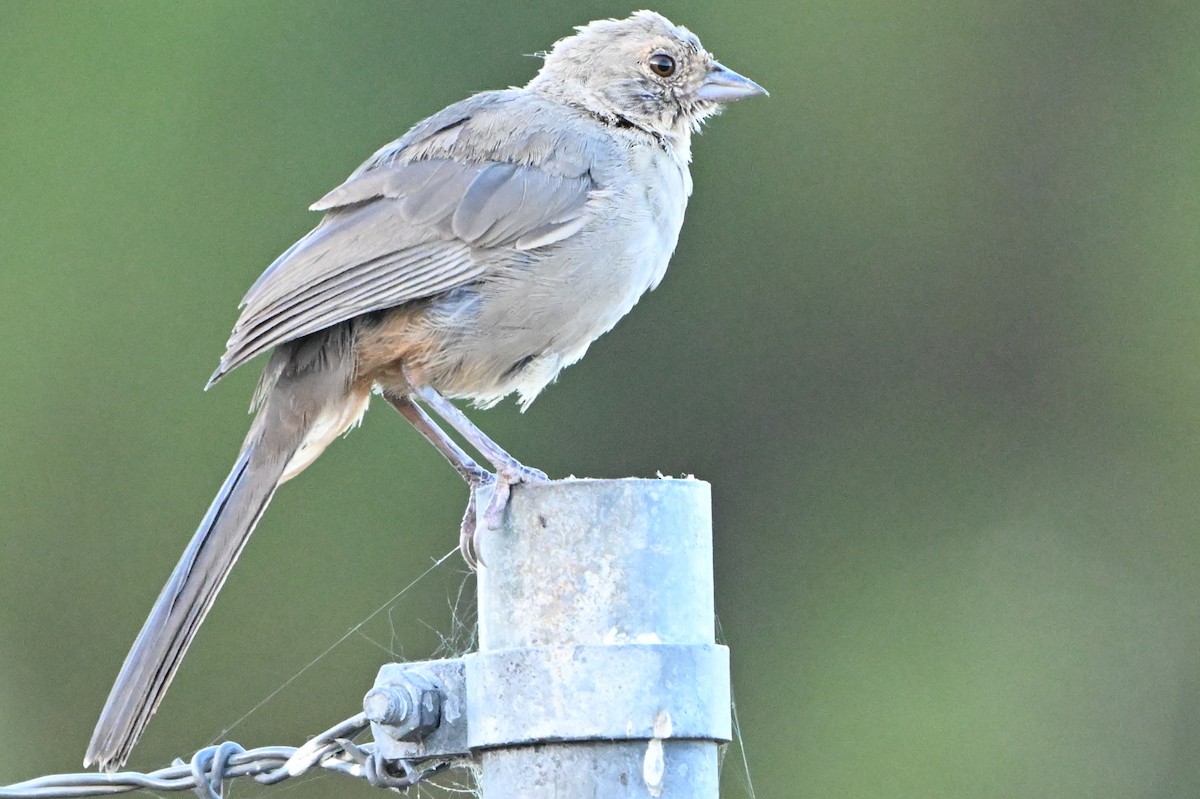 California Towhee - ML641301371