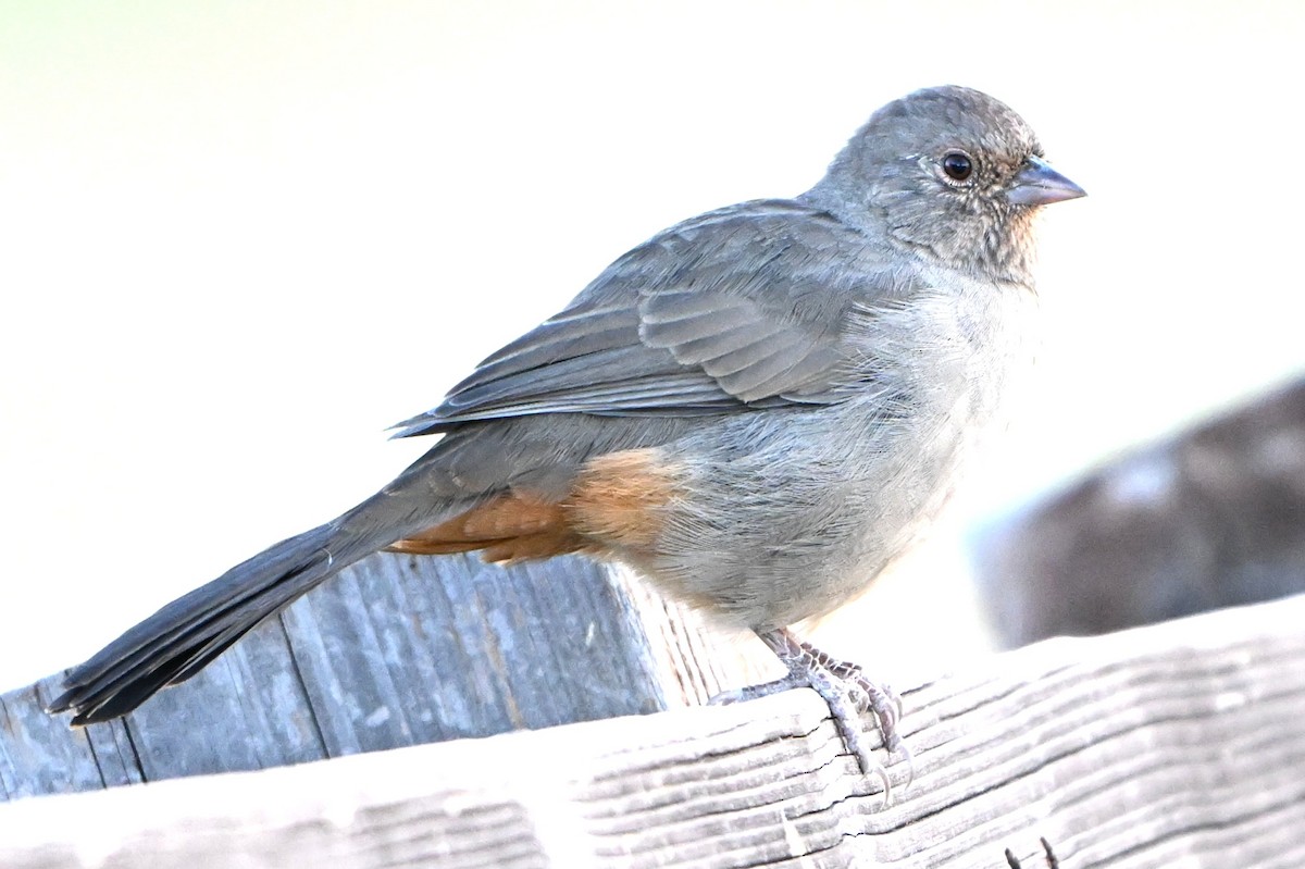 California Towhee - ML641301372