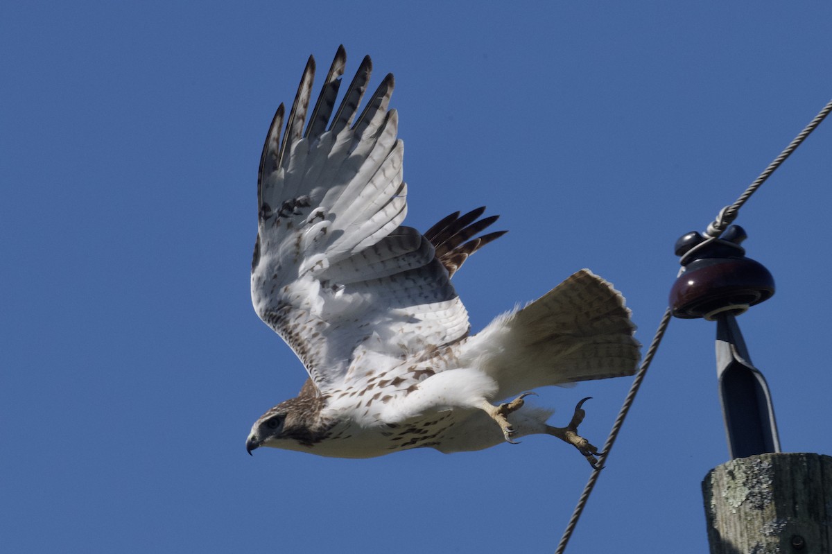Red-tailed Hawk - ML641301381