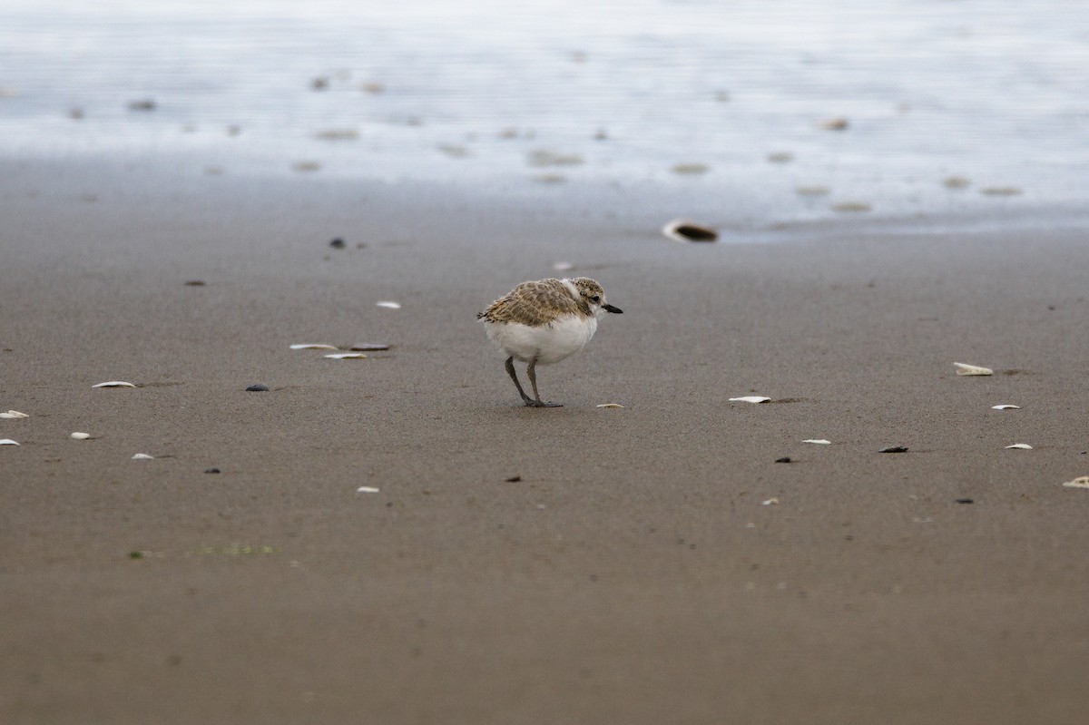 Snowy Plover - ML641301431