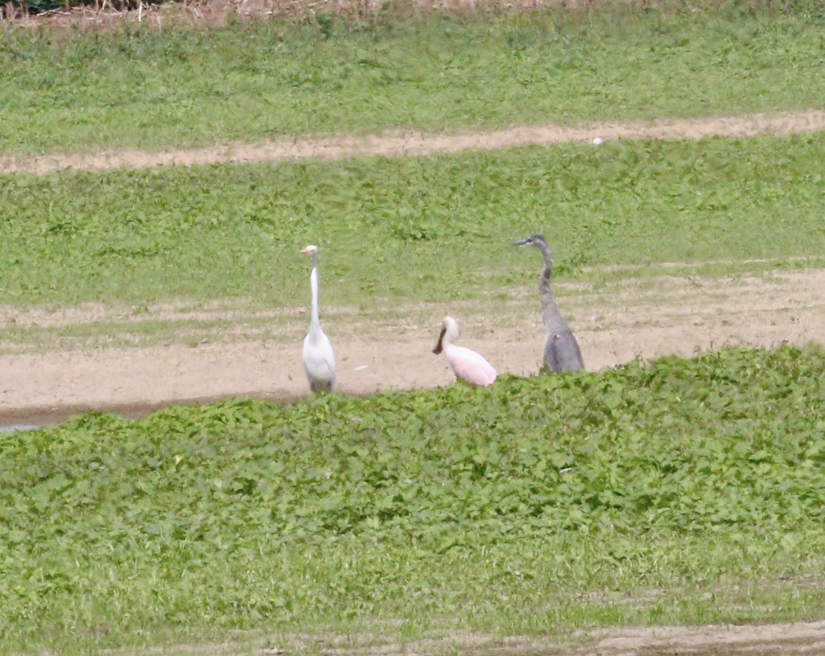 Roseate Spoonbill - ML641301439