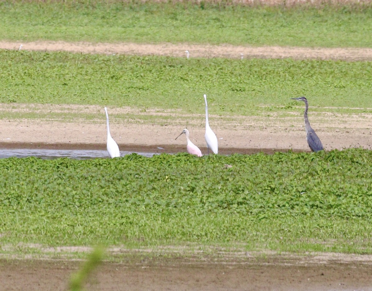 Roseate Spoonbill - ML641301440