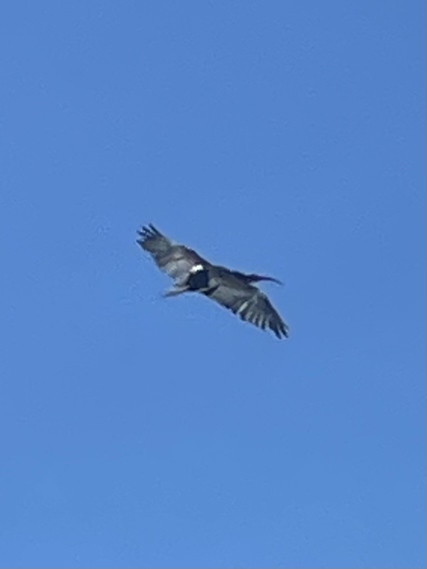 ibis skalní - ML641301458