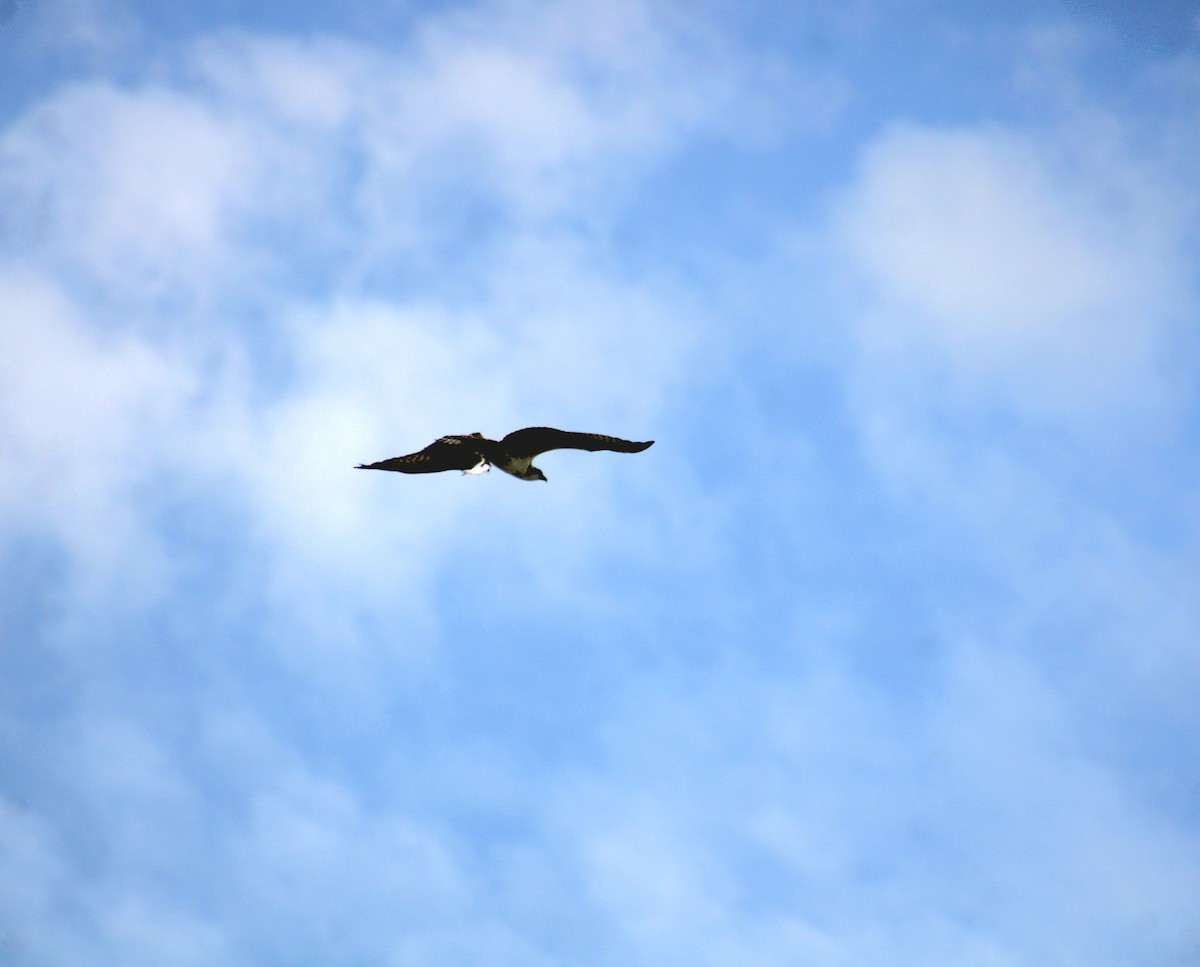 Скопа (carolinensis) - ML641301464