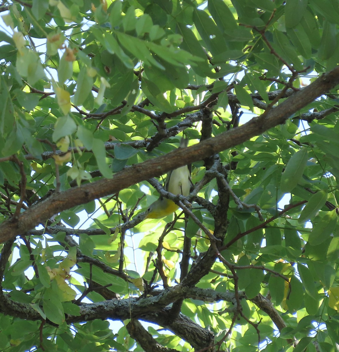 Northern Parula - ML641301557