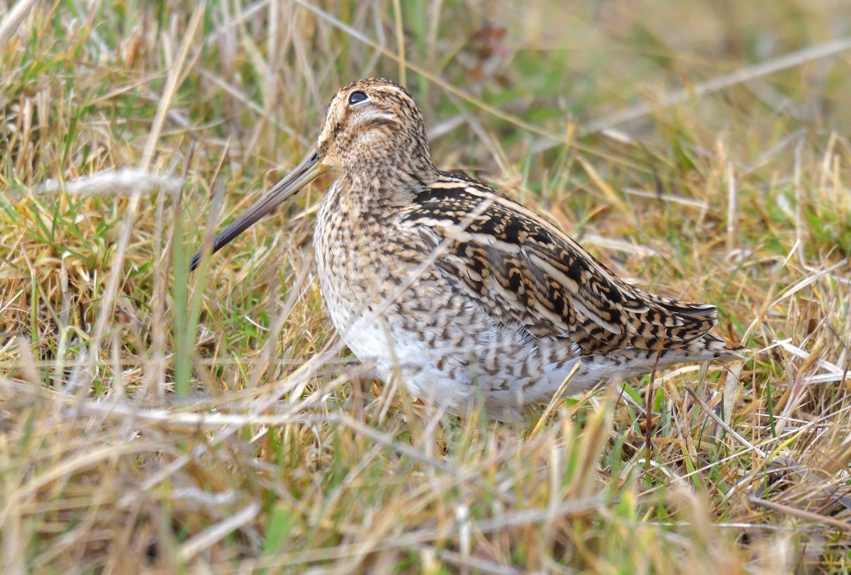 Magellanic Snipe - ML641301564