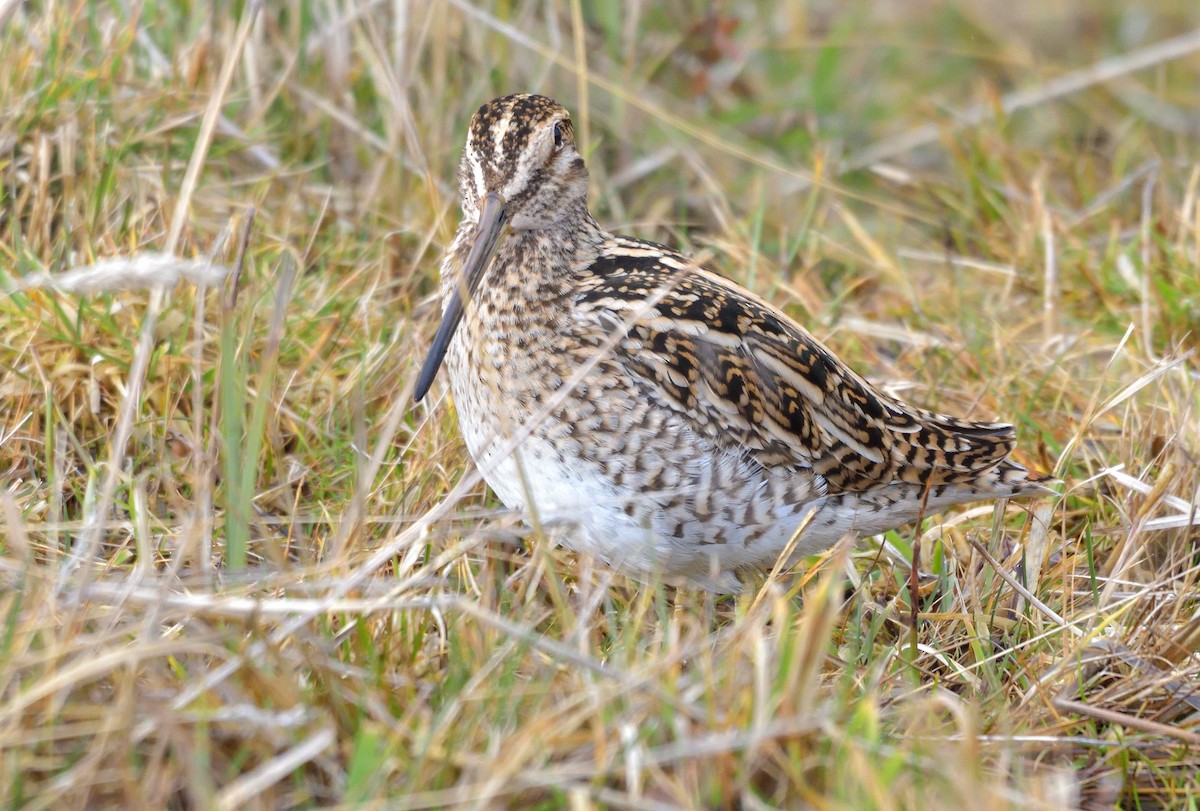 Magellanic Snipe - ML641301565
