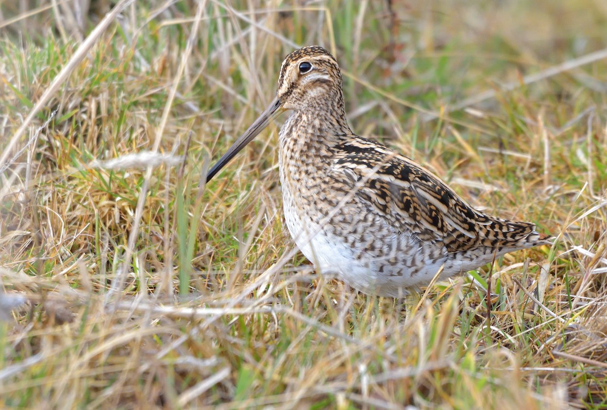 Magellanic Snipe - ML641301566