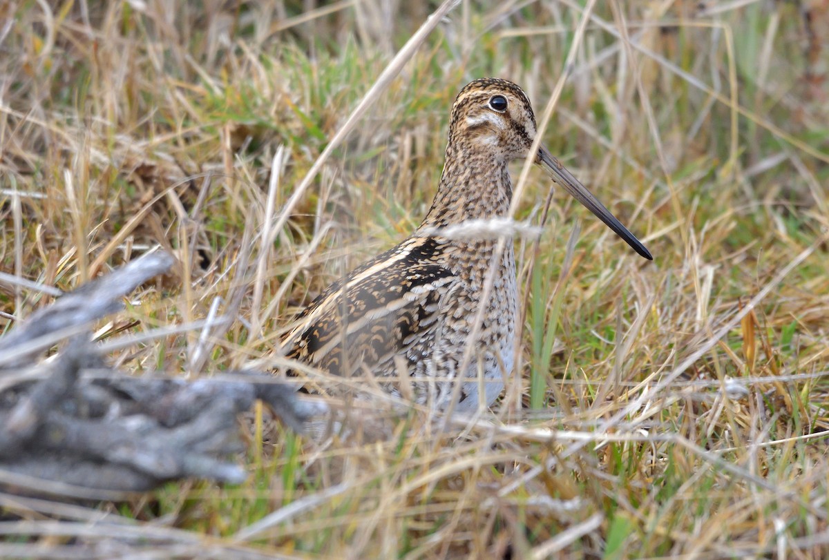 Magellanic Snipe - ML641301567