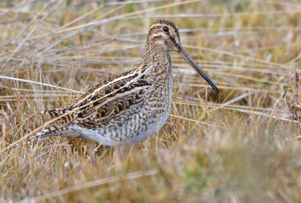 Magellanic Snipe - ML641301568