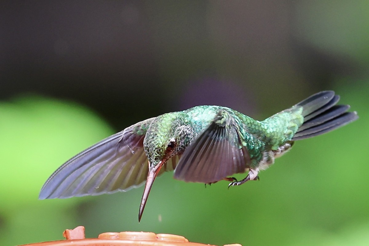 Glittering-throated Emerald - ML641301634