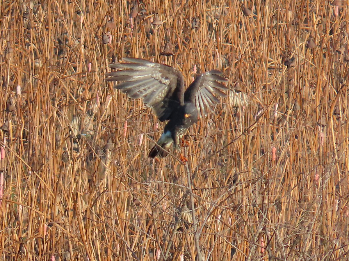 Snail Kite - ML641301661