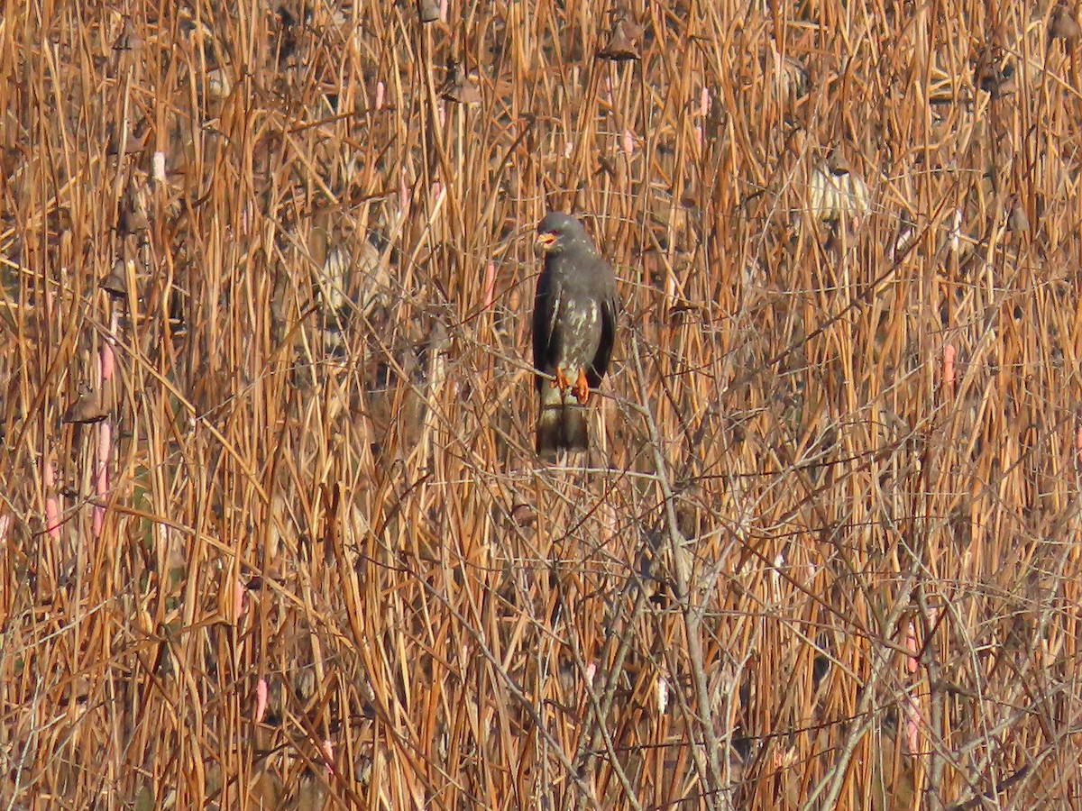 Snail Kite - ML641301685