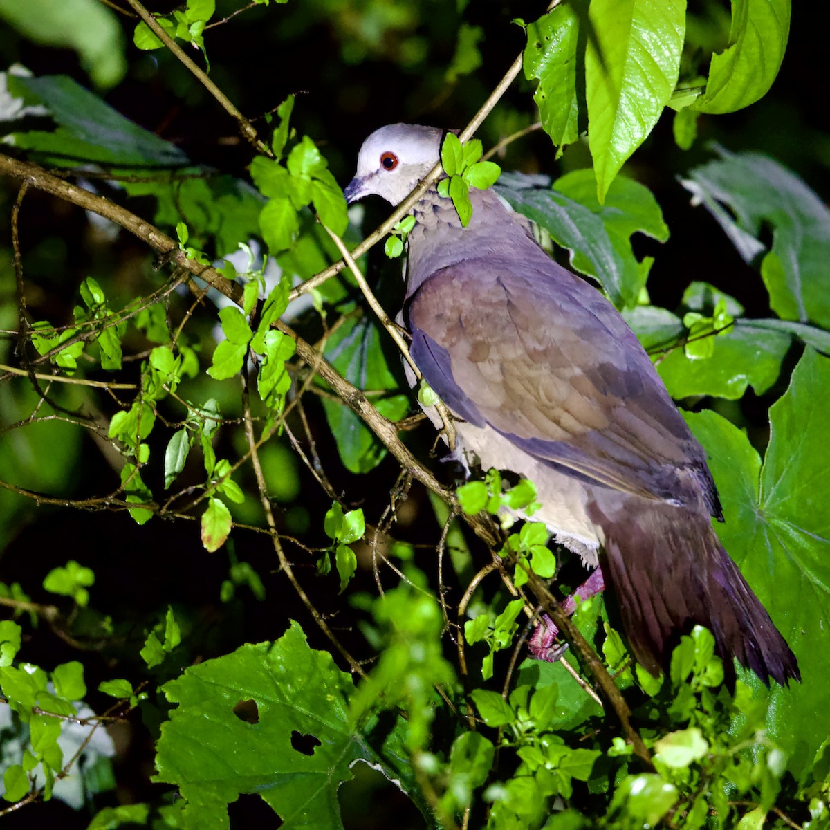 White-faced Quail-Dove - ML641301693