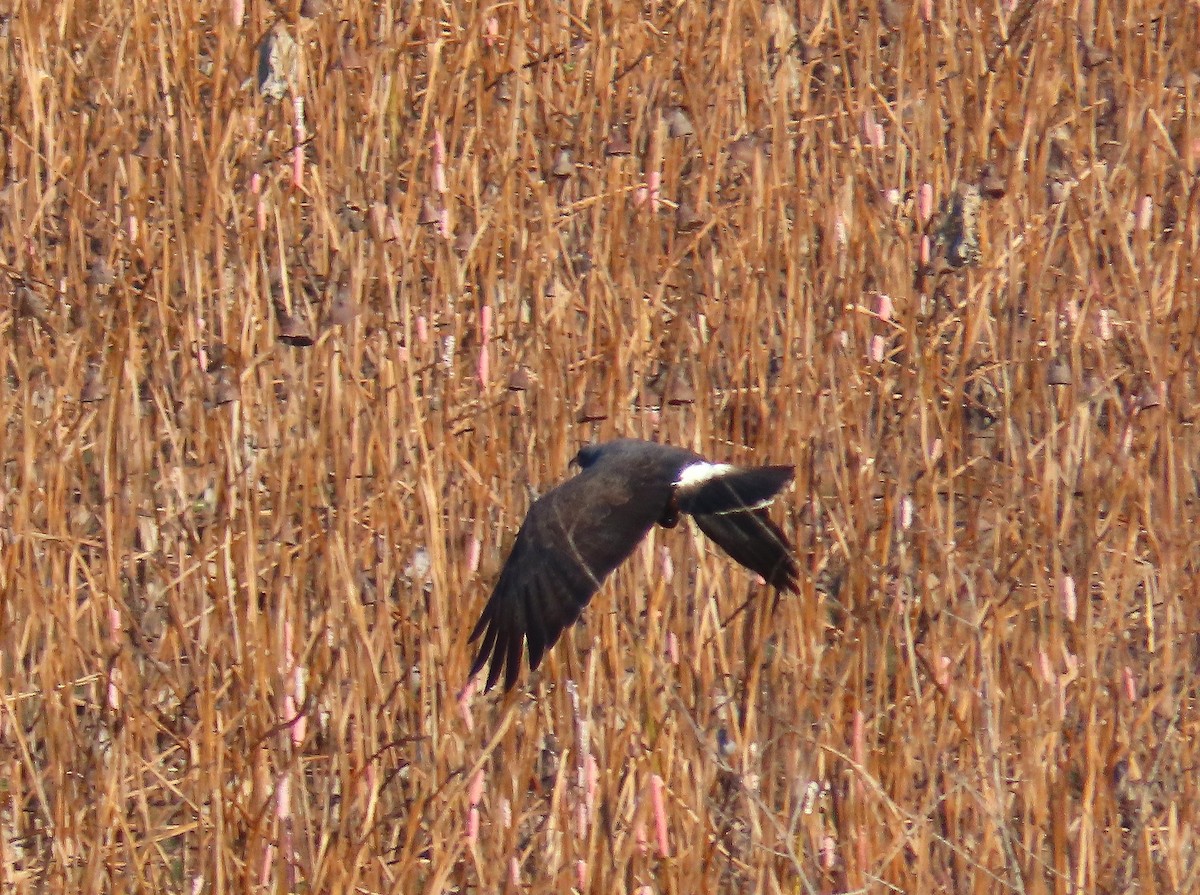 Snail Kite - ML641301720