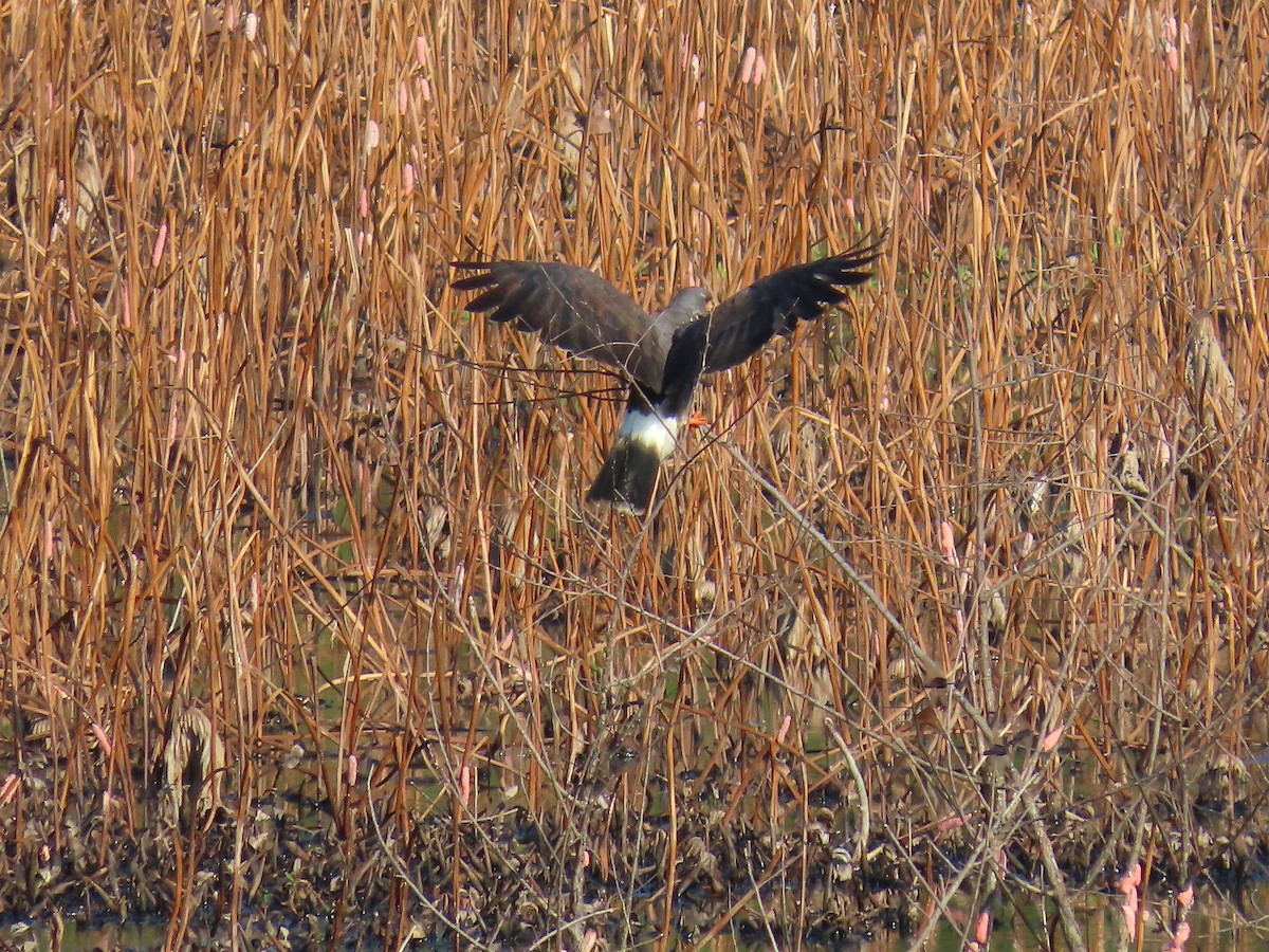 Snail Kite - ML641301721