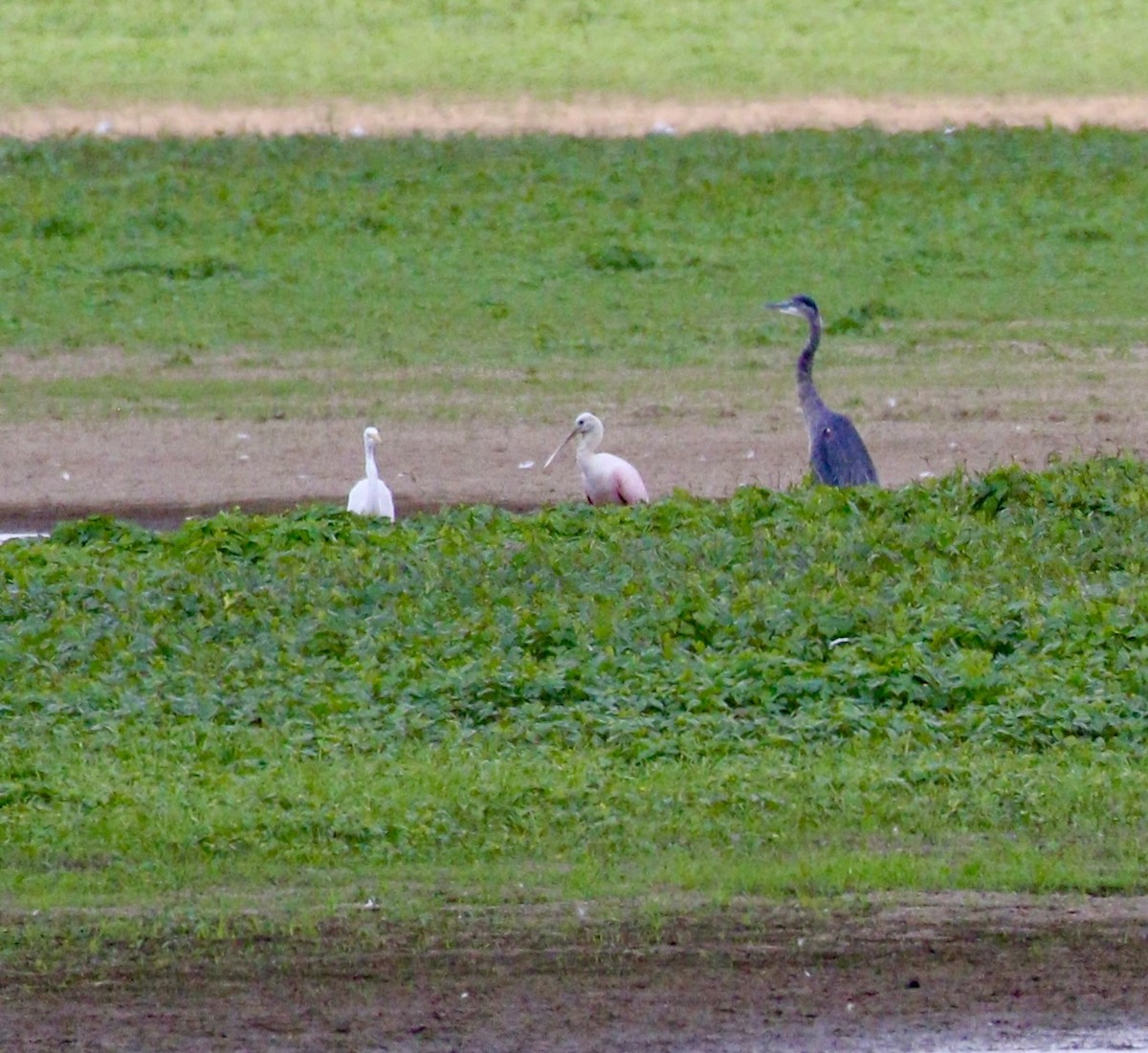 Roseate Spoonbill - ML641301729