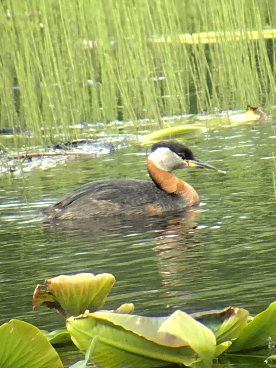 赤頸鸊鷉 - ML641301757