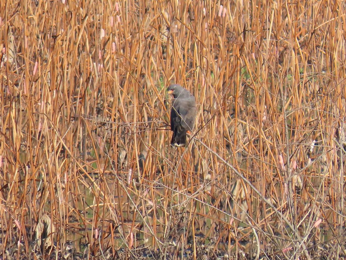 Snail Kite - ML641301774