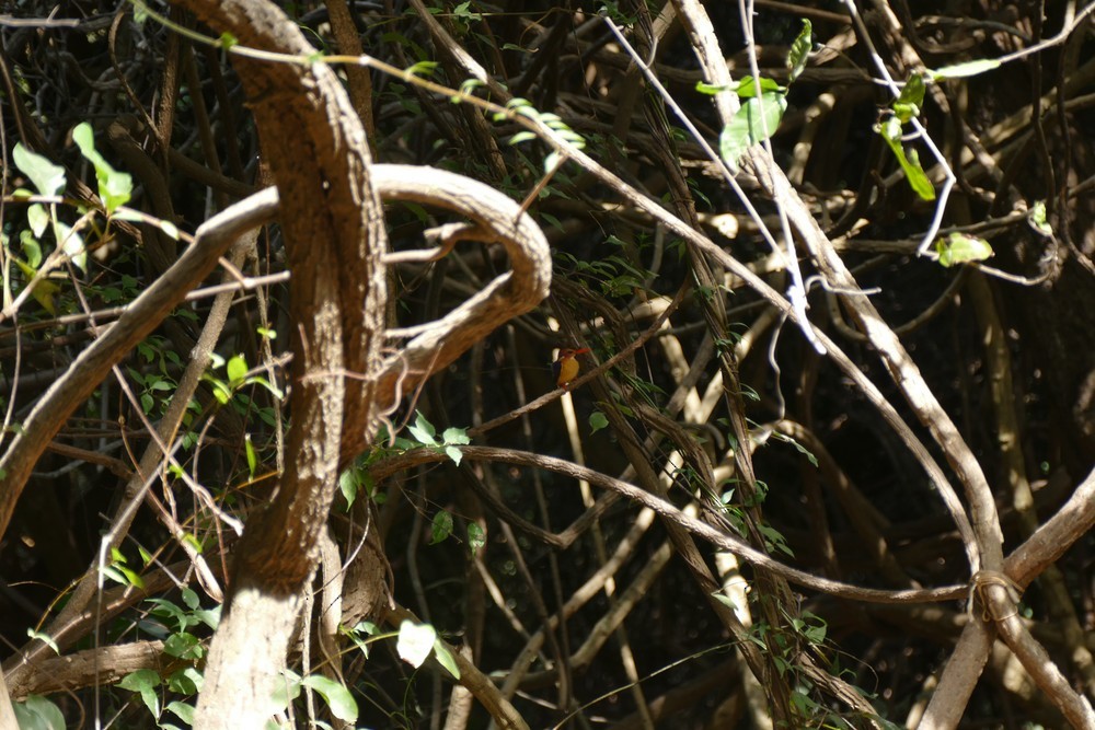 African Pygmy Kingfisher - ML641301820