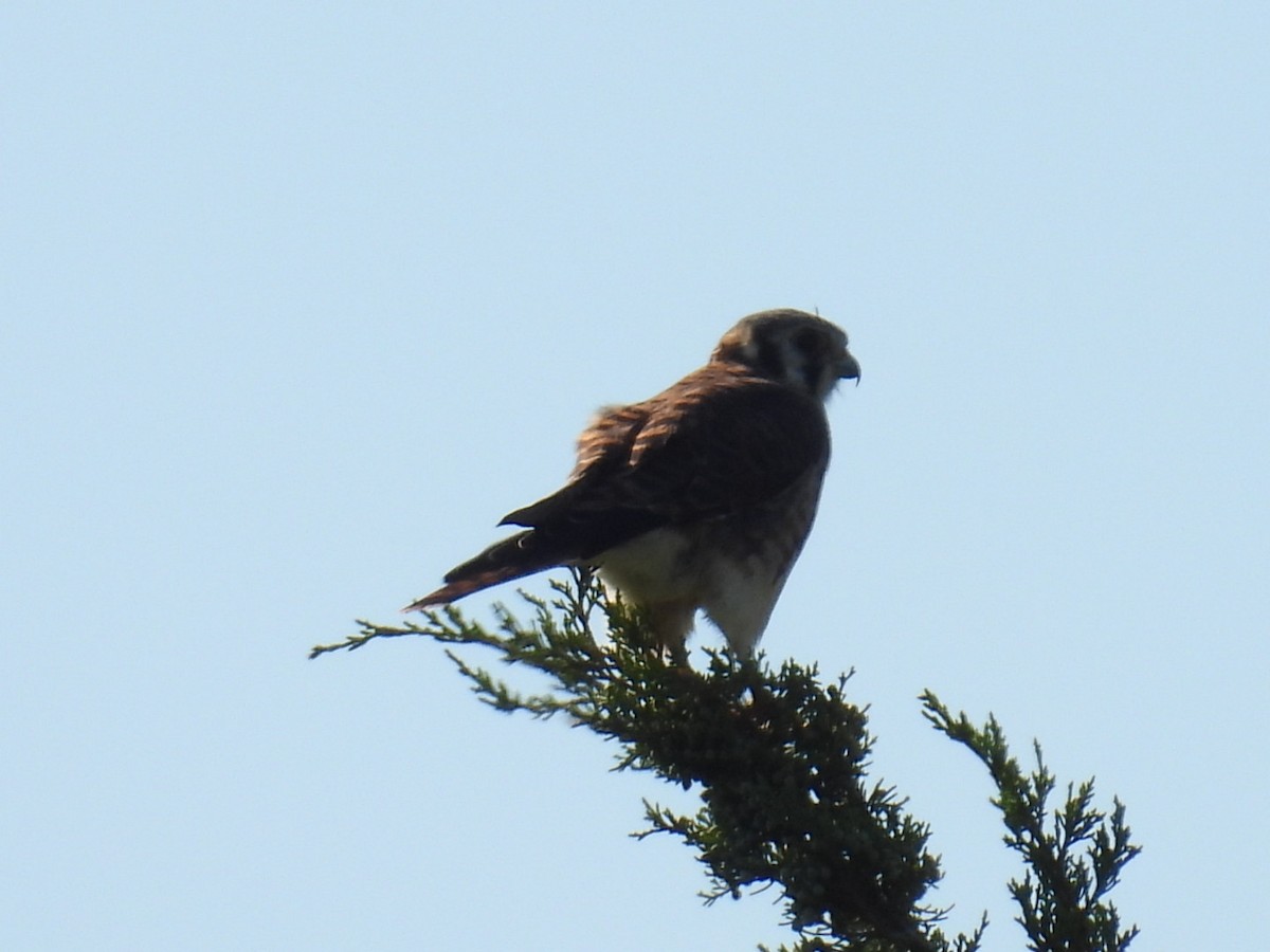 American Kestrel - ML641301847