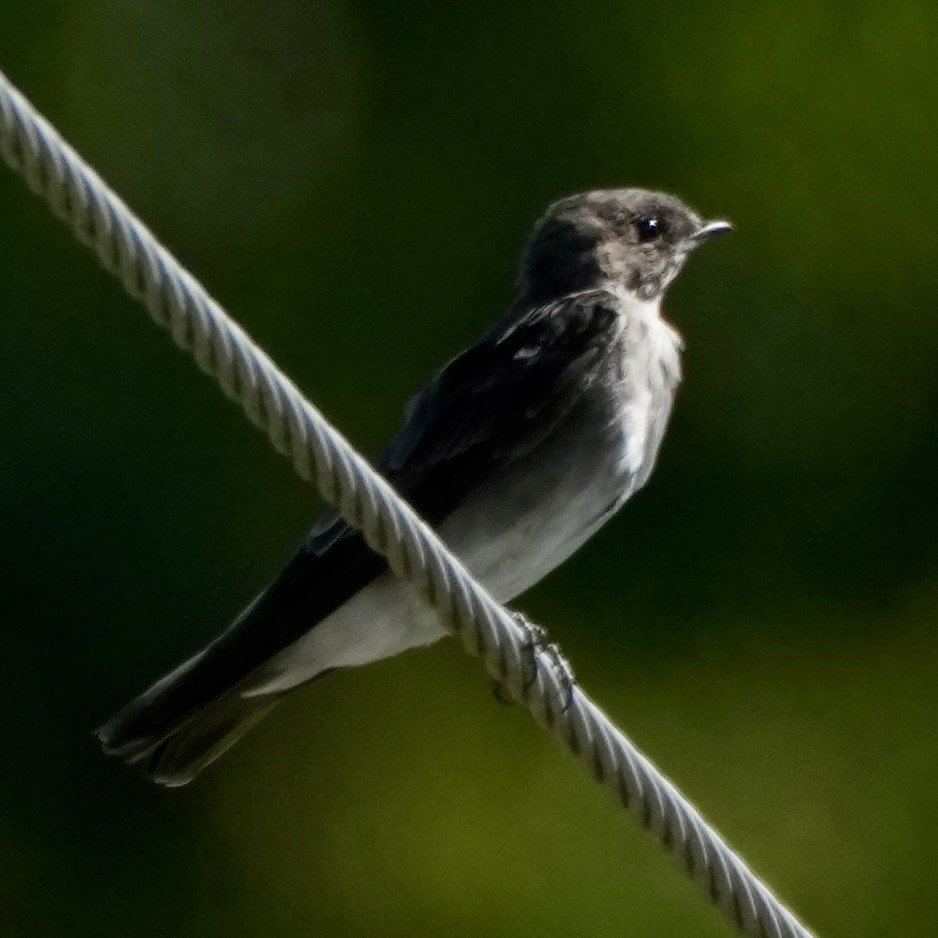 Northern Rough-winged Swallow - ML641301889