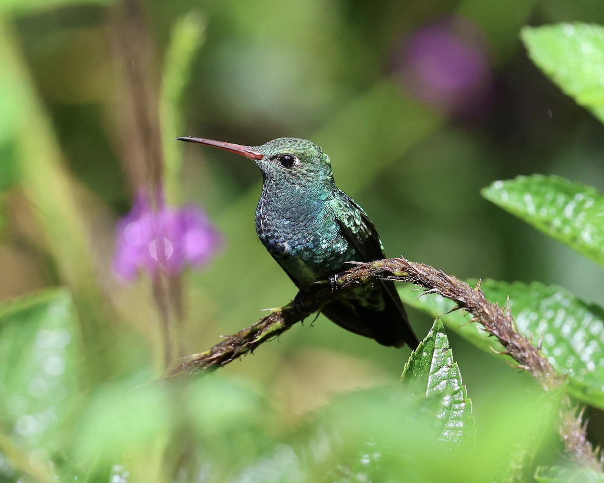 Glittering-throated Emerald - ML641301906