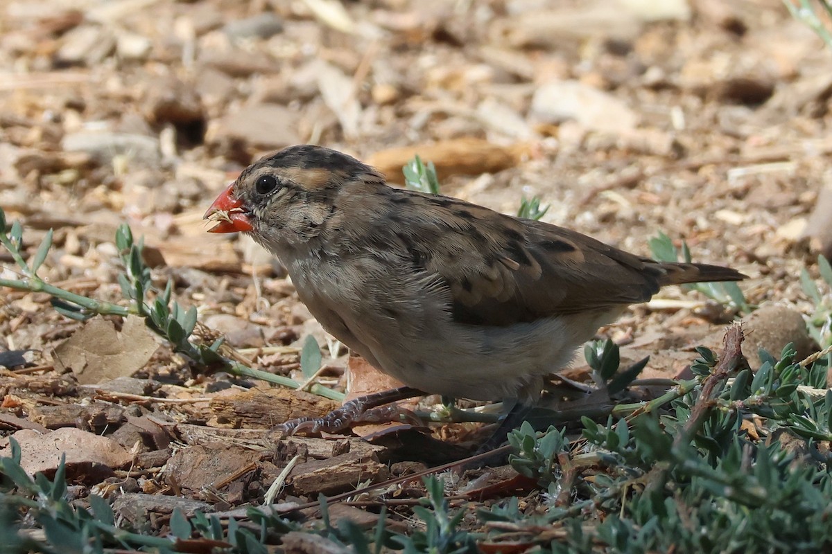 Pin-tailed Whydah - ML641301921