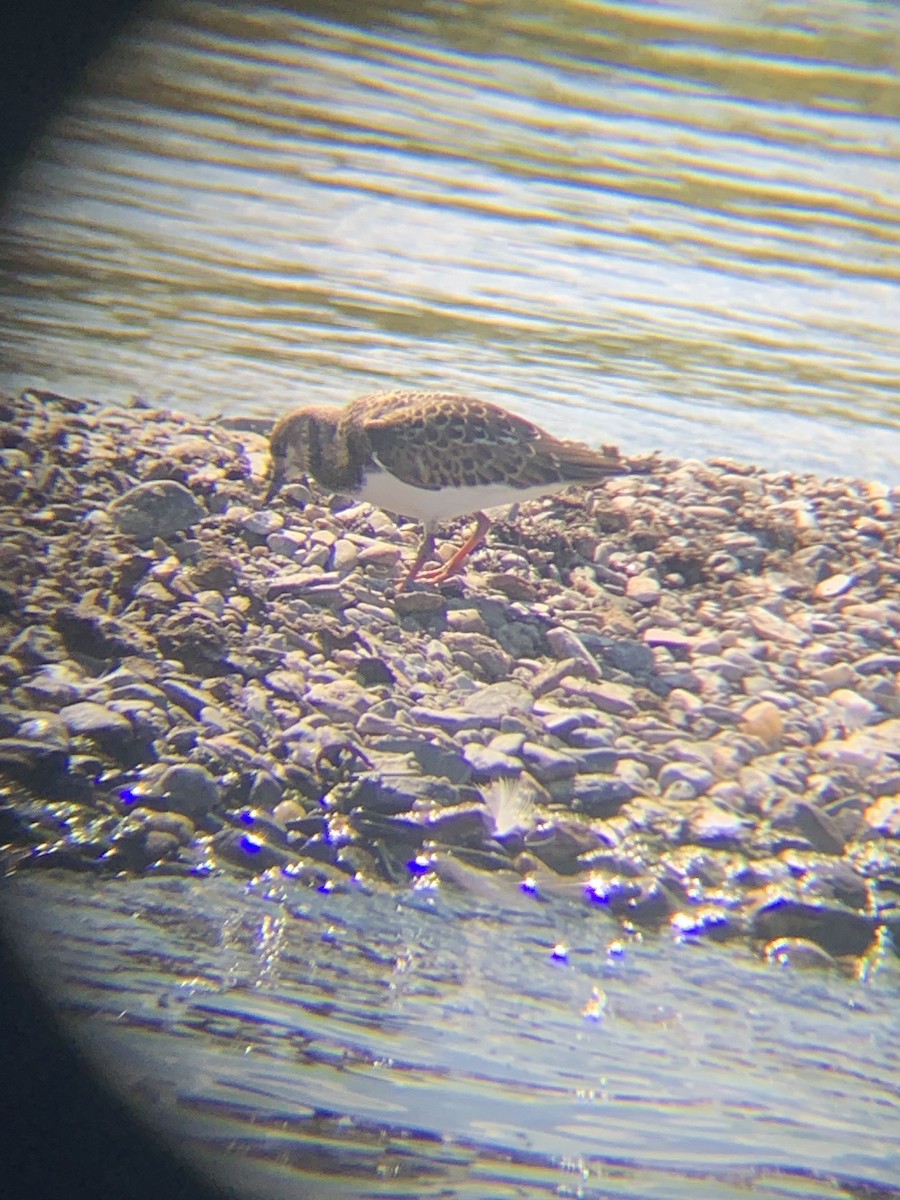 Алаг хайргач - ML641301966