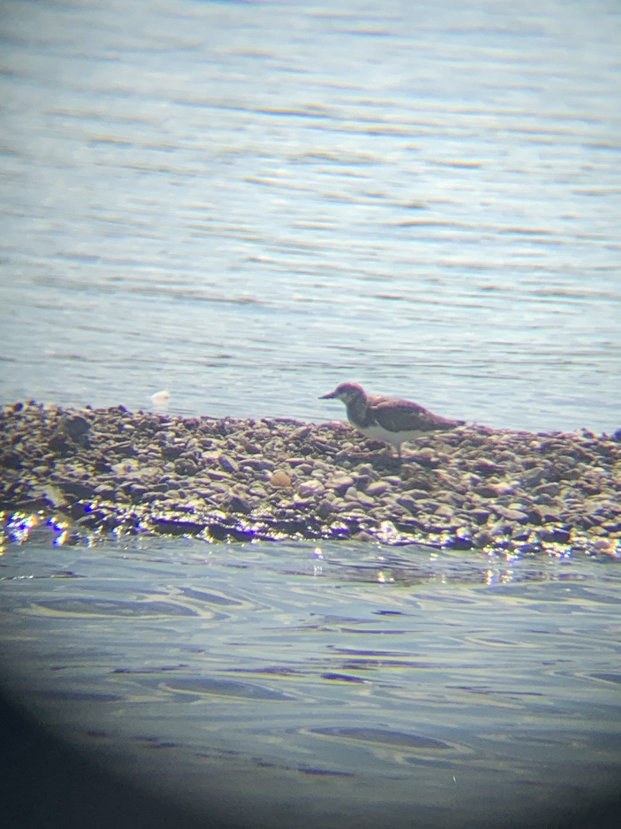 Алаг хайргач - ML641301967