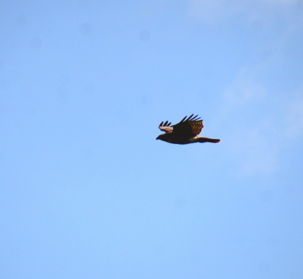 Red-tailed Hawk (borealis) - ML641301991