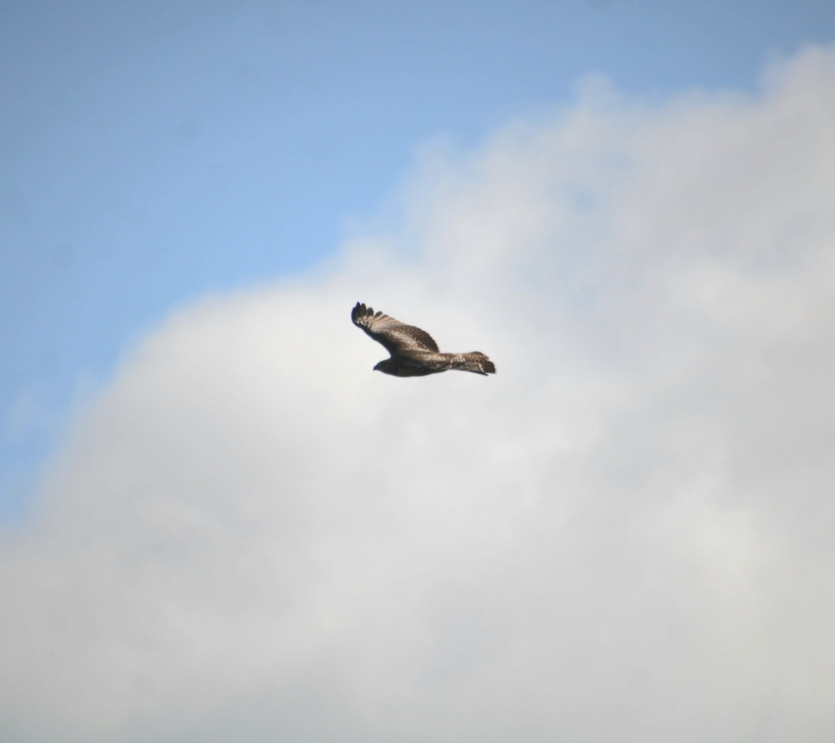 Red-tailed Hawk (borealis) - ML641301992