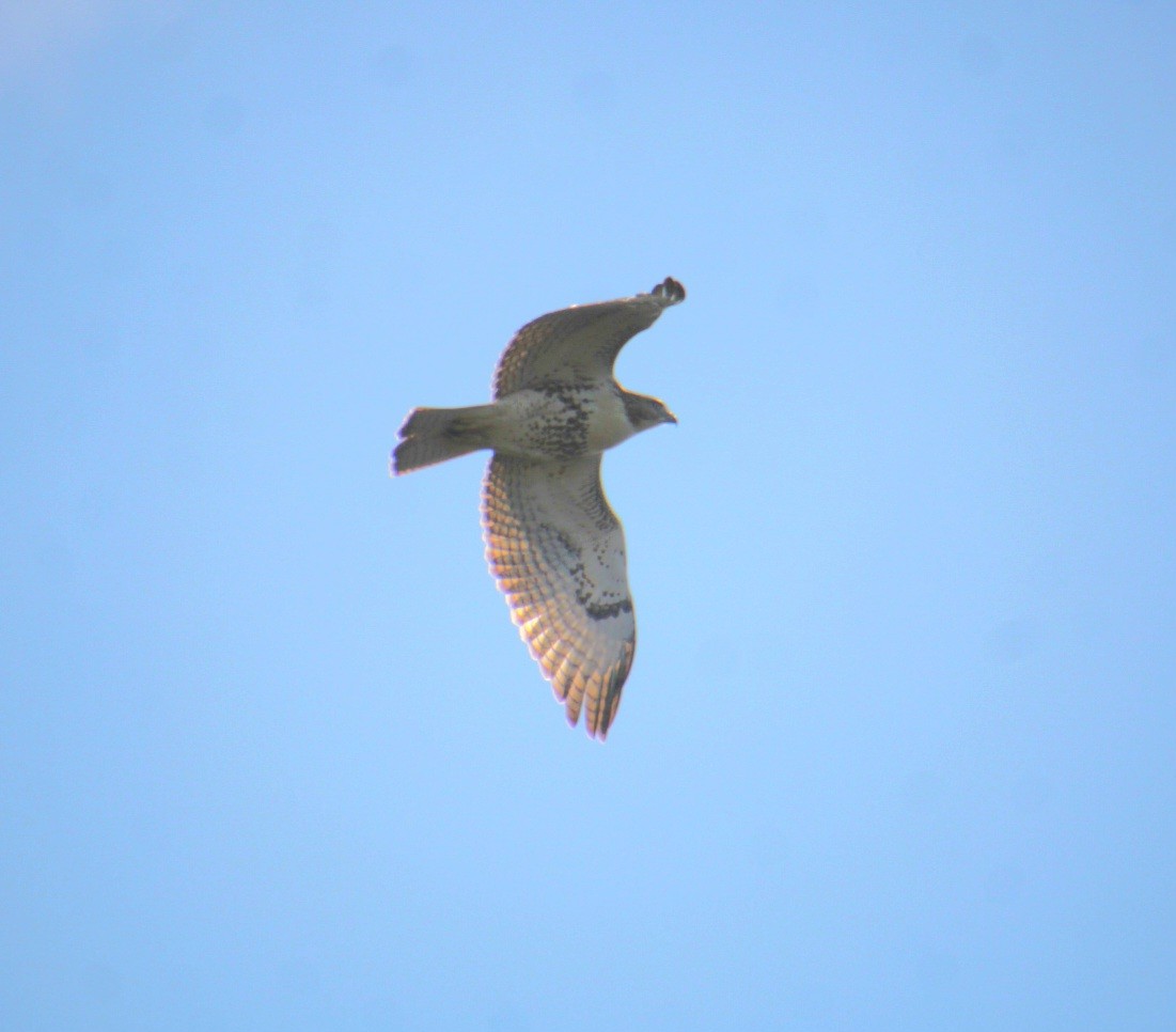 Red-tailed Hawk (borealis) - ML641301995