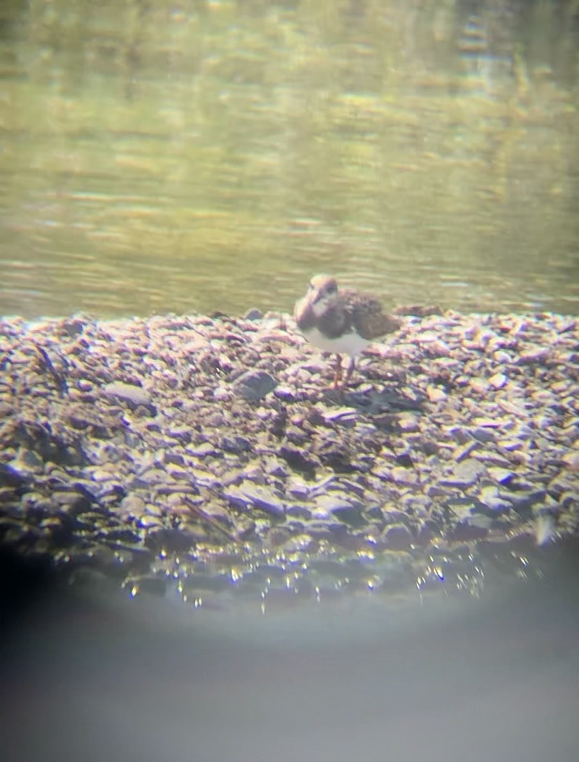 Алаг хайргач - ML641302005