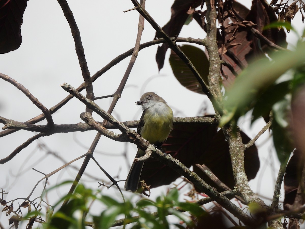 Pale-edged Flycatcher - ML641302068