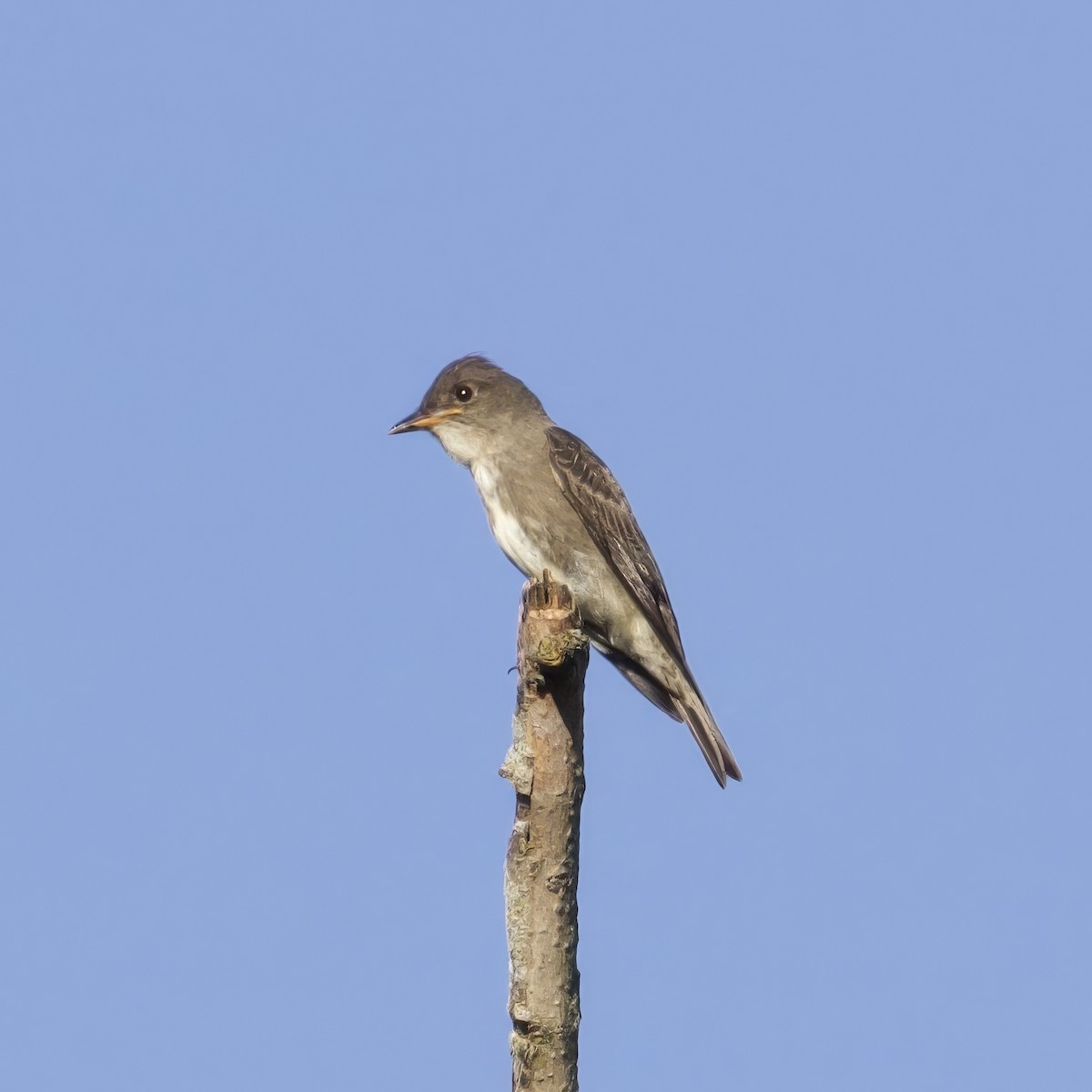 Olive-sided Flycatcher - ML641302072