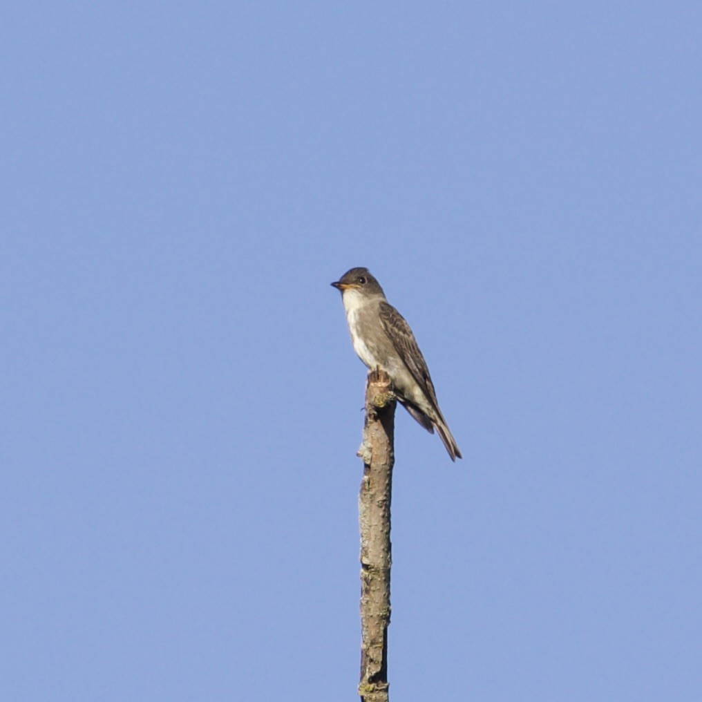 Olive-sided Flycatcher - ML641302073