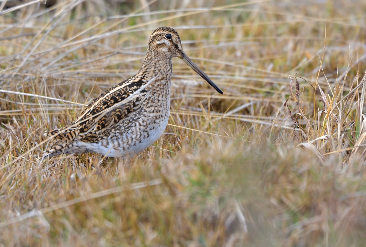 Magellanic Snipe - ML641302080