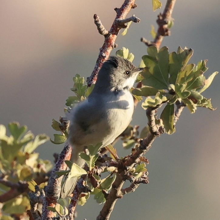 Rüppell's Warbler - ML641302082