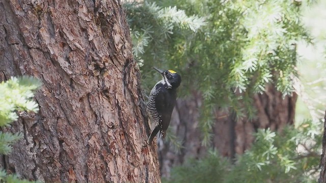 Black-backed Woodpecker - ML641302088