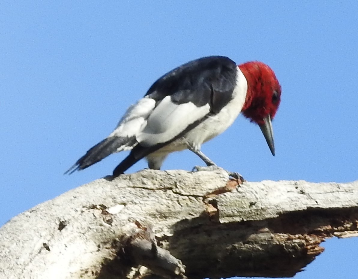 Red-headed Woodpecker - ML641302089