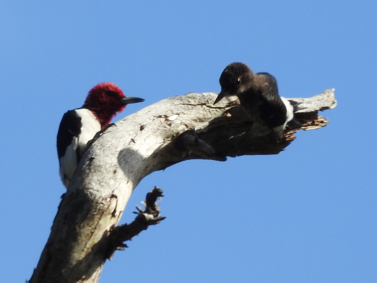Red-headed Woodpecker - ML641302090