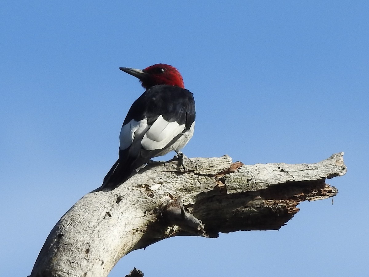 Red-headed Woodpecker - ML641302091