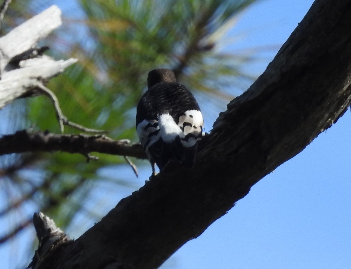 Red-headed Woodpecker - ML641302092