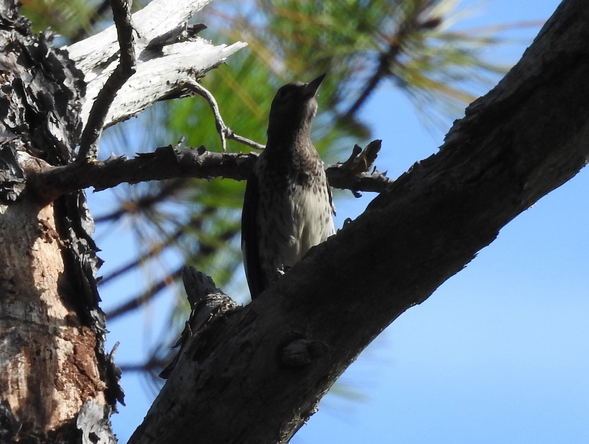 Red-headed Woodpecker - ML641302093