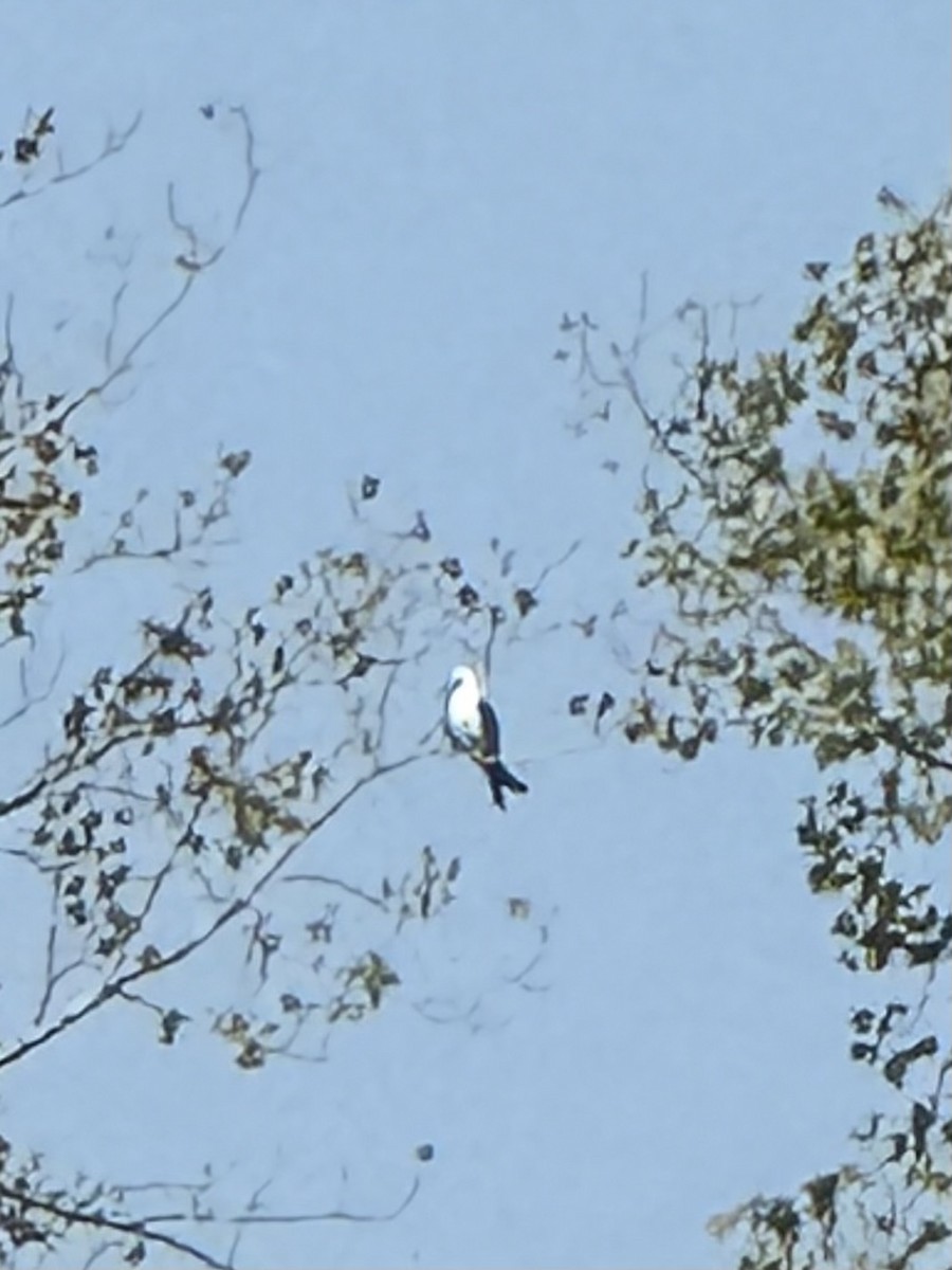 Swallow-tailed Kite - ML641302094