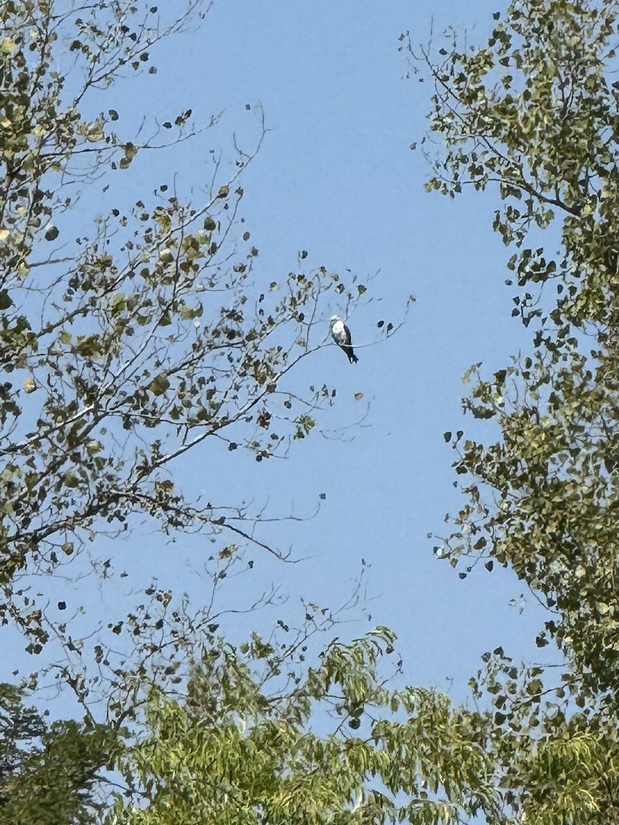 Swallow-tailed Kite - ML641302106